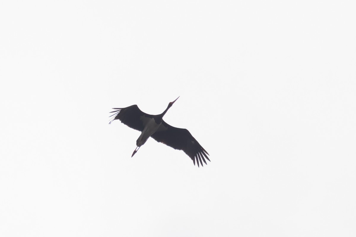 Black Stork - ML619851227
