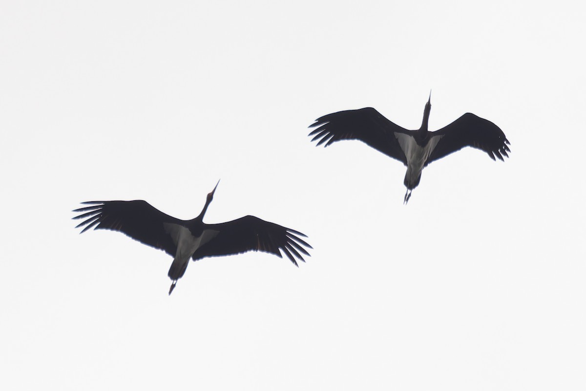 Black Stork - ML619851228