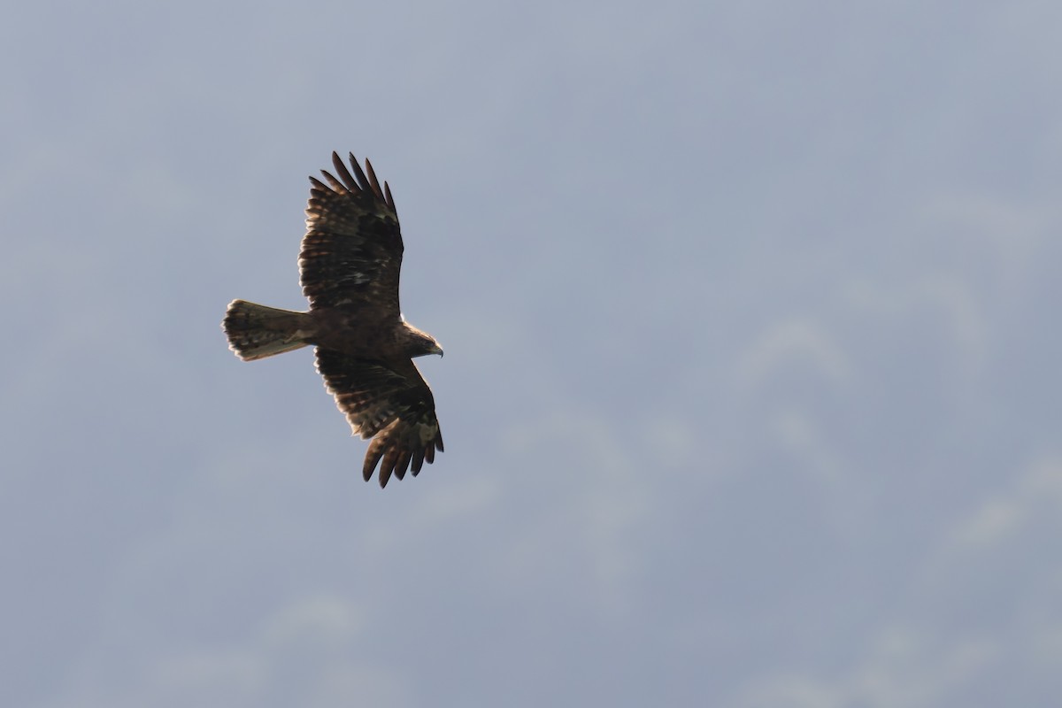 Booted Eagle - ML619851236