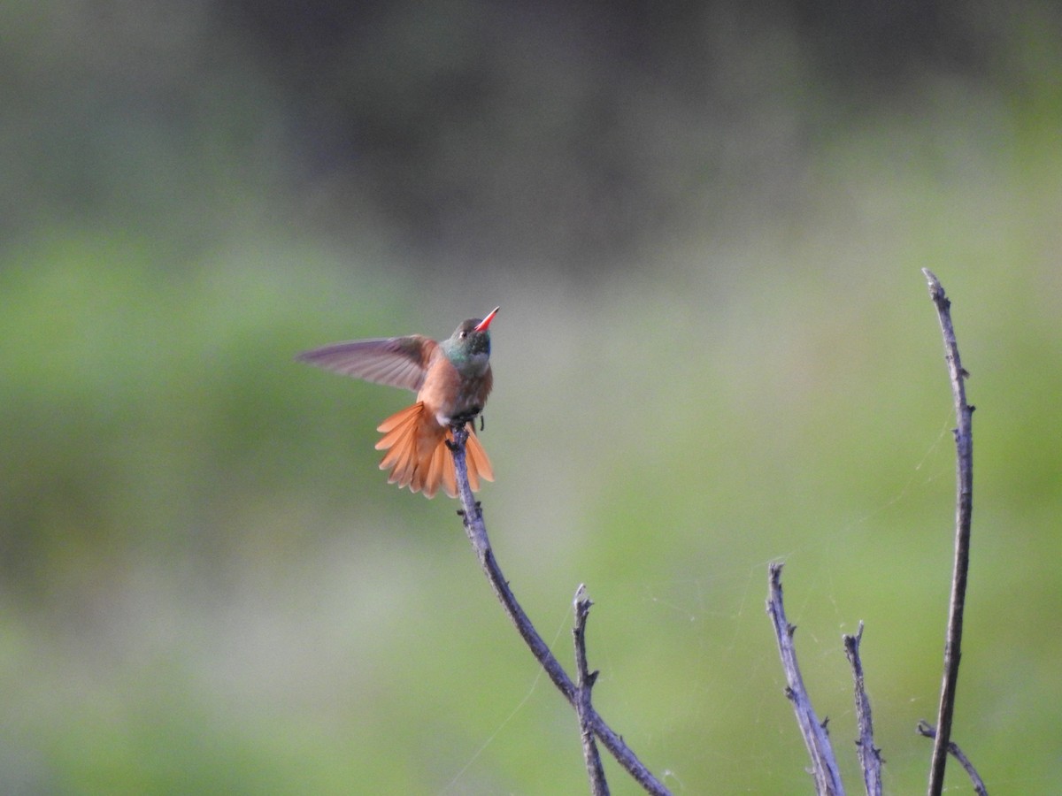 kolibřík Amazilin - ML619851248