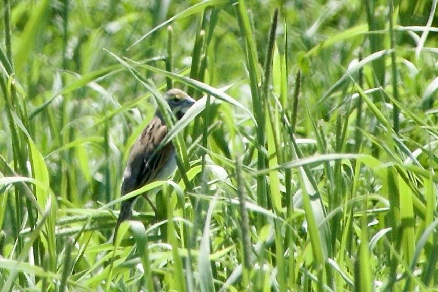 Dickcissel - ML619851284