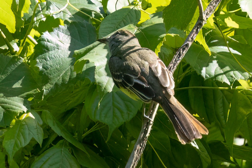 Great Crested Flycatcher - ML619851310