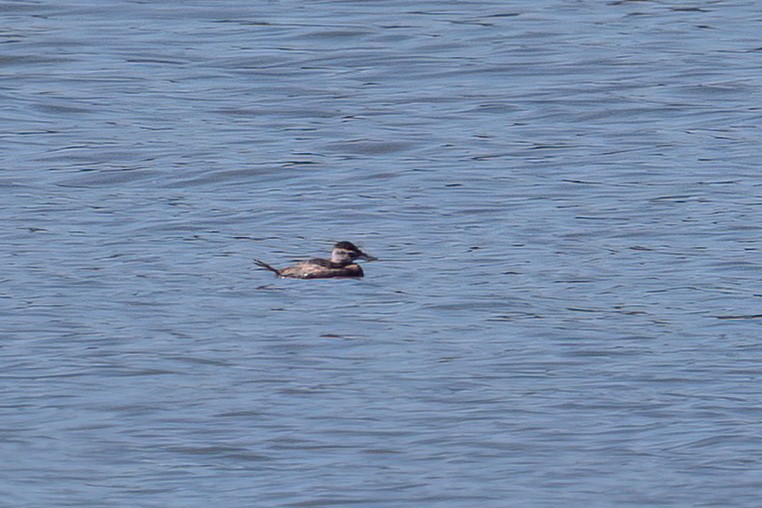 Ruddy Duck - ML619851314