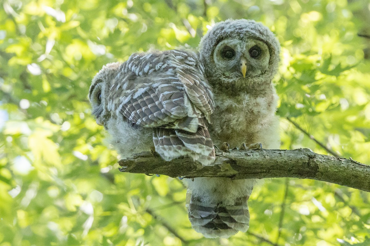 Barred Owl - ML619851327