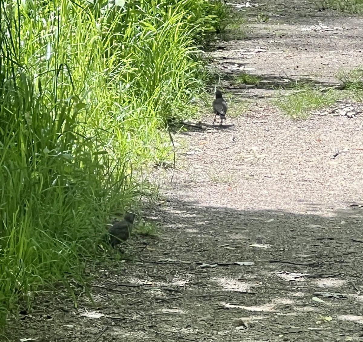 American Robin - ML619851345