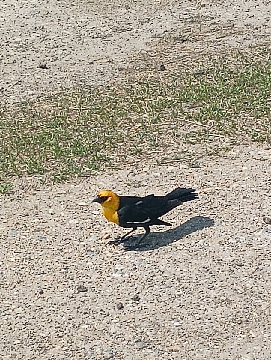 Yellow-headed Blackbird - ML619851346