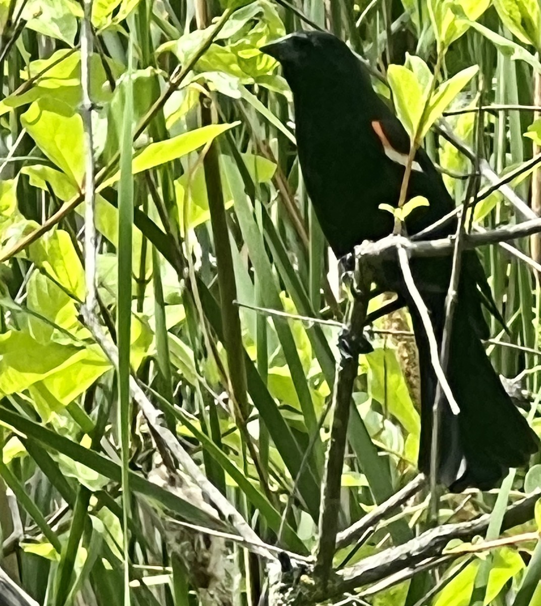 Red-winged Blackbird - ML619851357