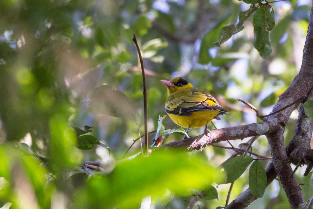 Black-naped Oriole - ML619851363