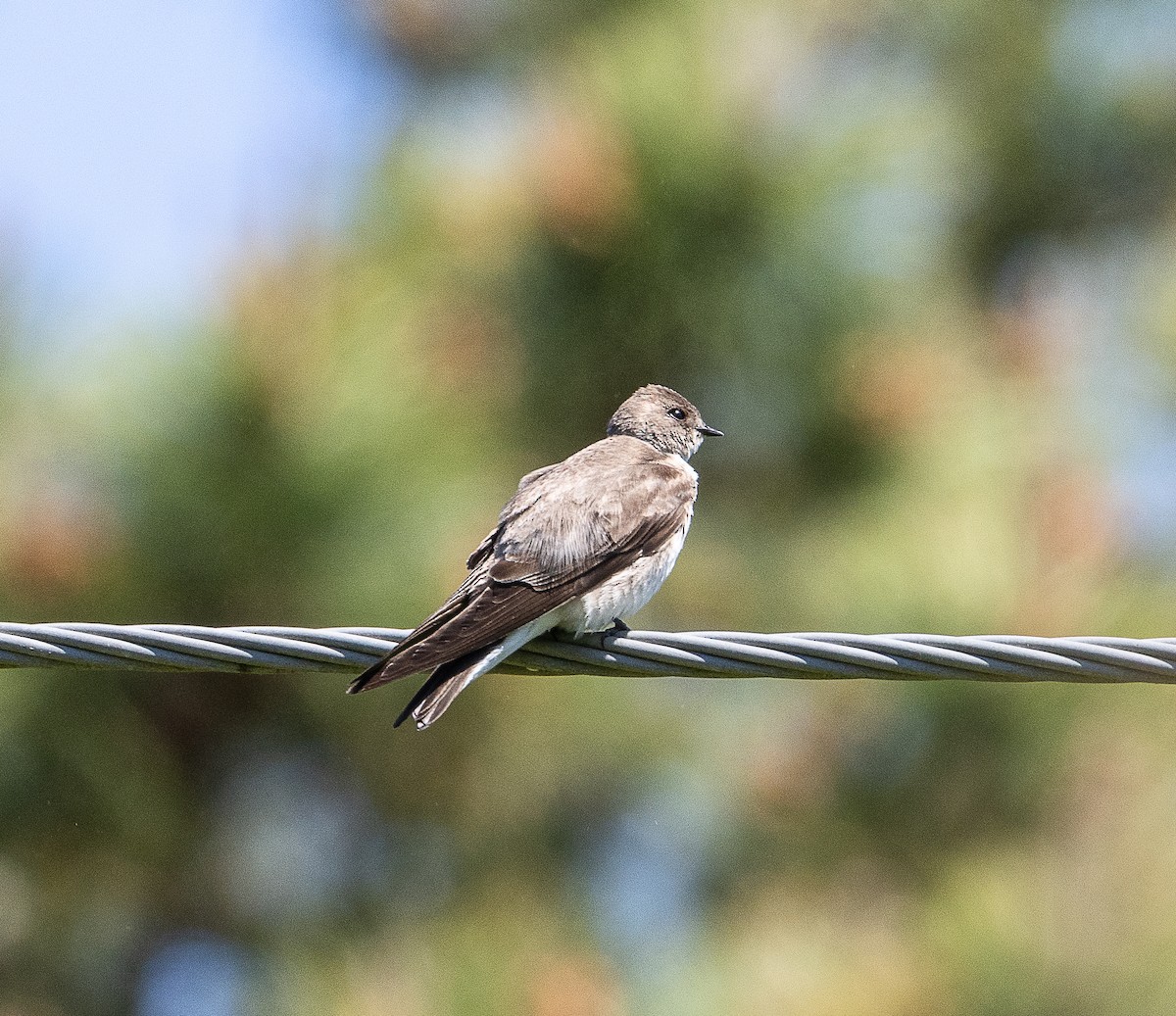 Northern Rough-winged Swallow - ML619851365