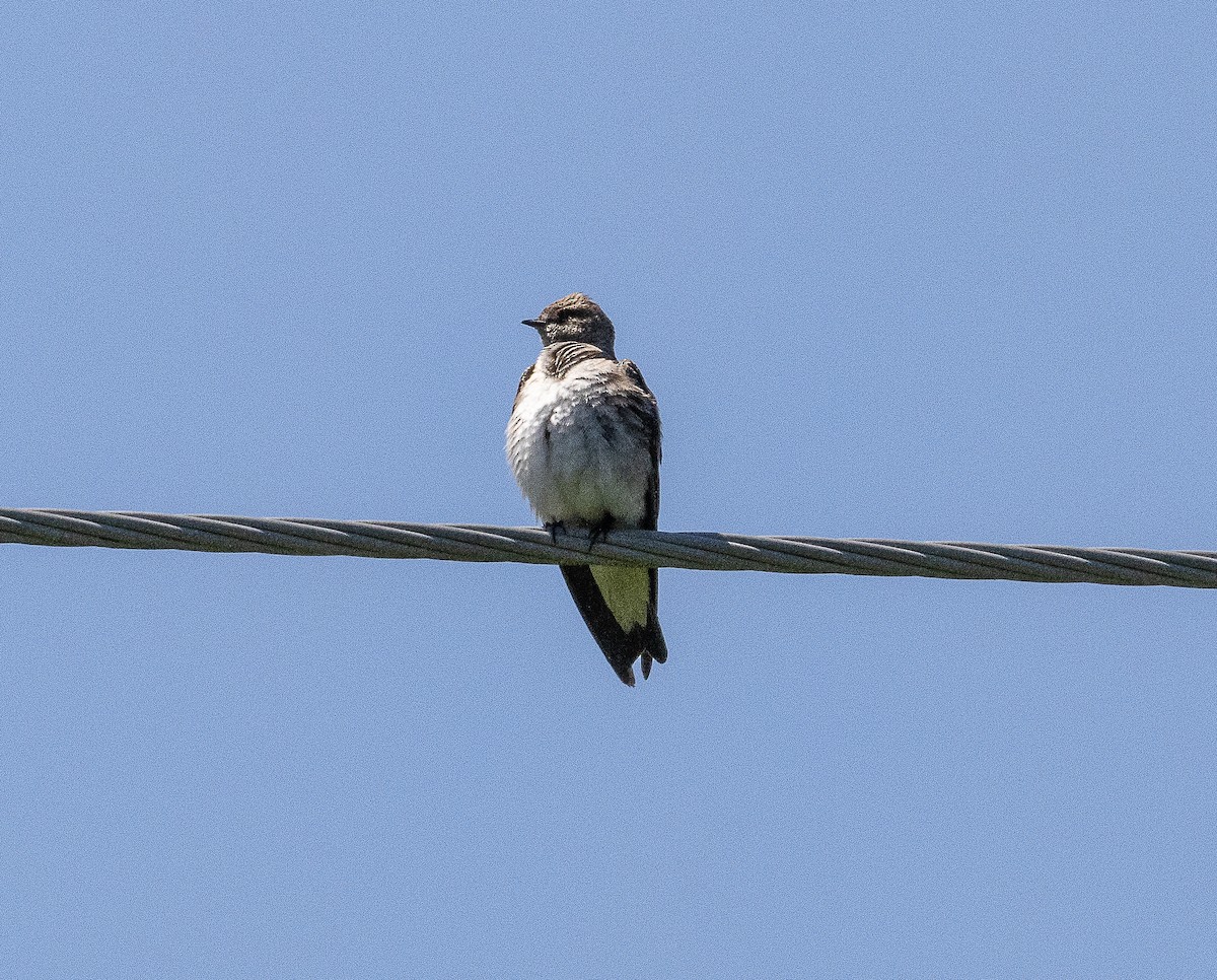 Northern Rough-winged Swallow - ML619851366