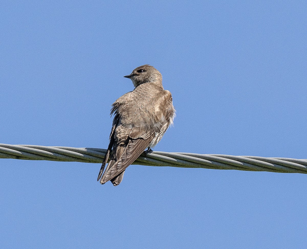 Northern Rough-winged Swallow - ML619851367
