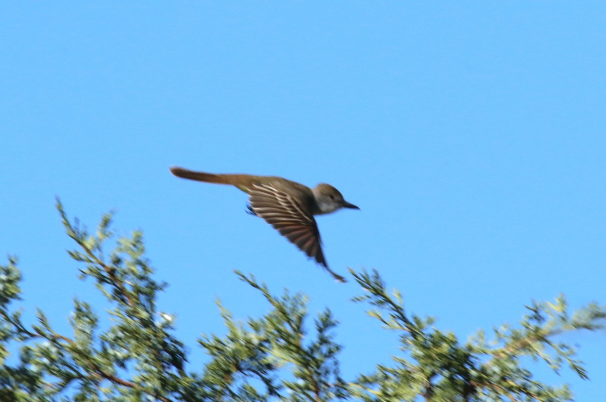 Brown-crested Flycatcher - ML619851372