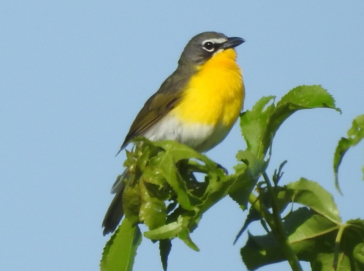 Yellow-breasted Chat - ML619851410