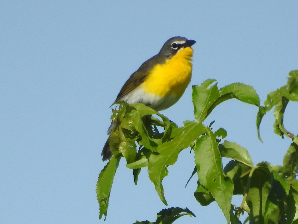 Yellow-breasted Chat - ML619851411