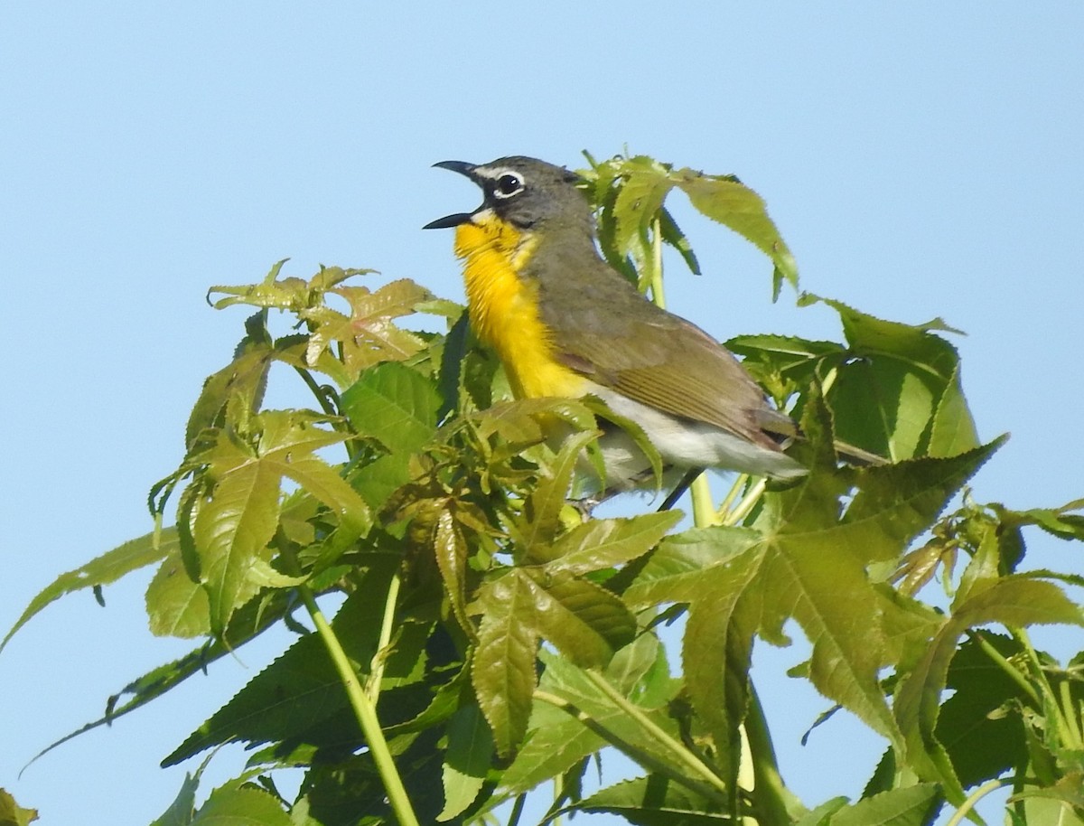 Yellow-breasted Chat - ML619851412