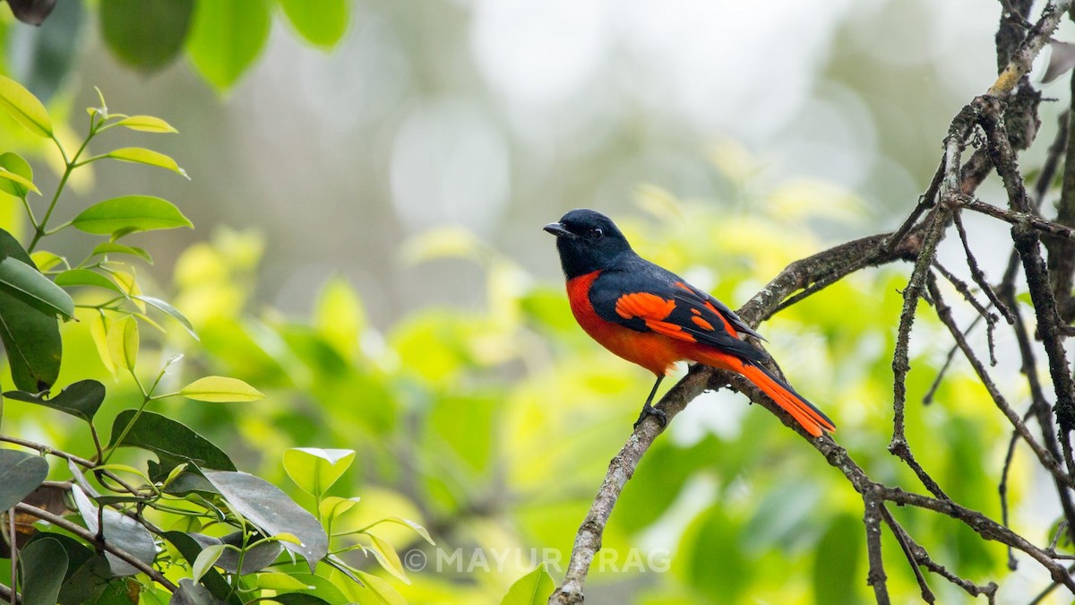 Scarlet Minivet - ML619851461