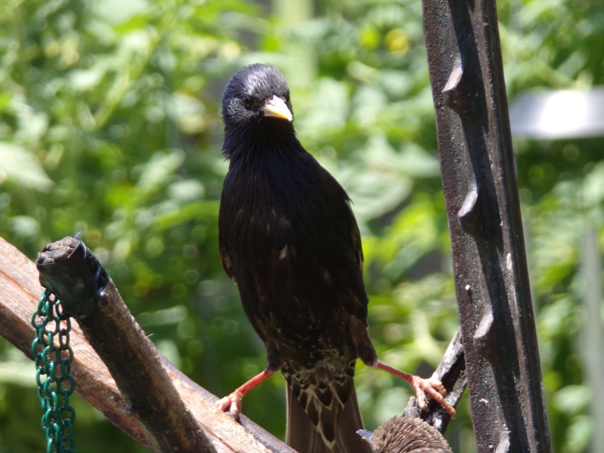 European Starling - ML619851473