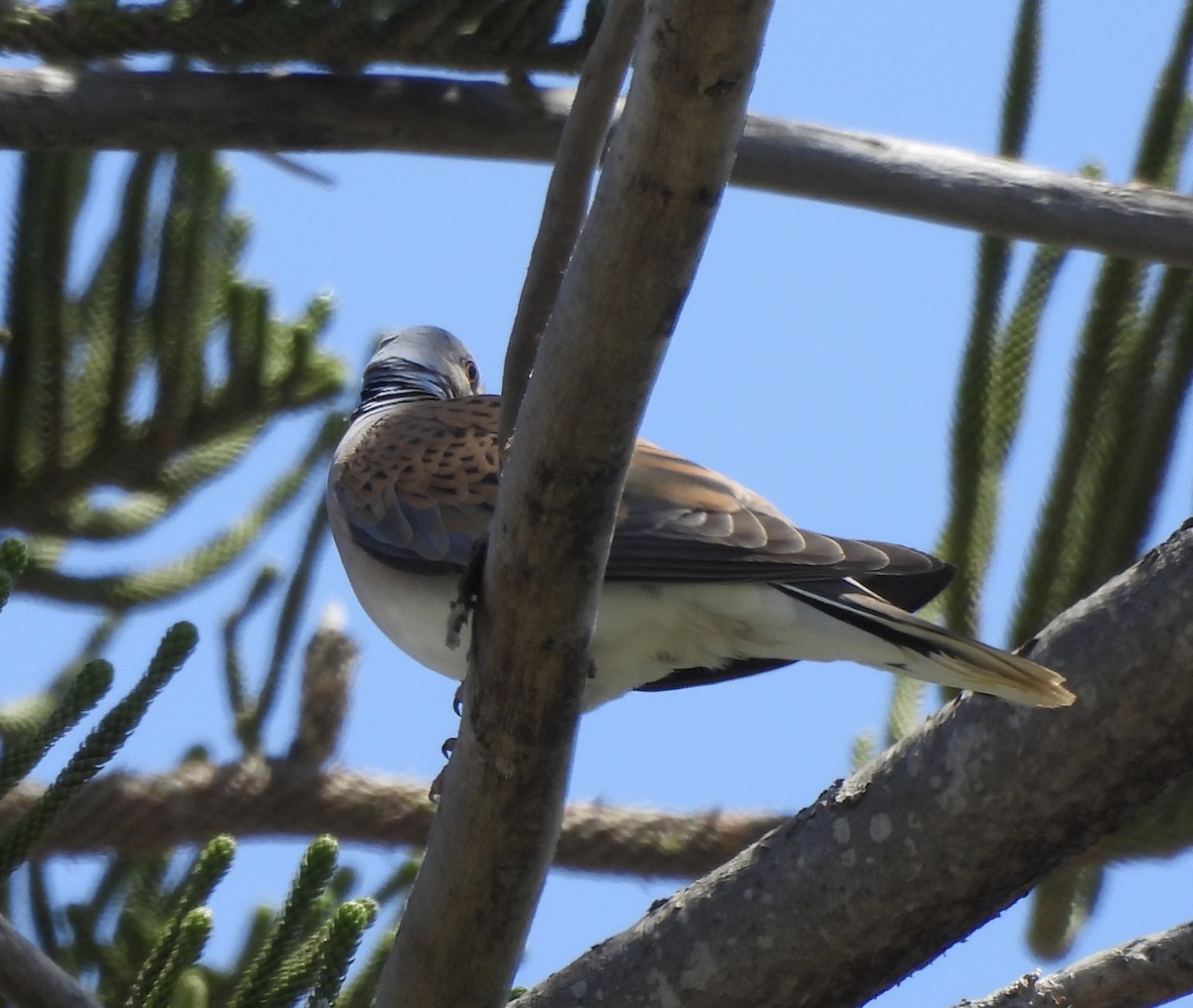 European Turtle-Dove - ML619851478