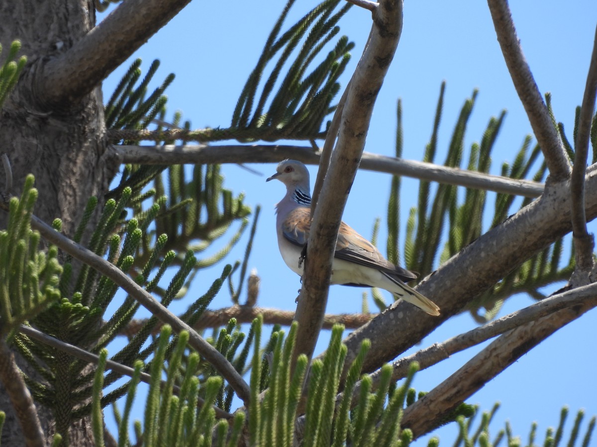 European Turtle-Dove - ML619851480