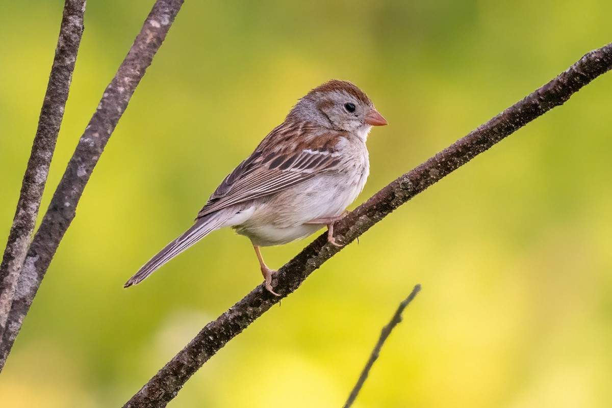 Field Sparrow - ML619851481