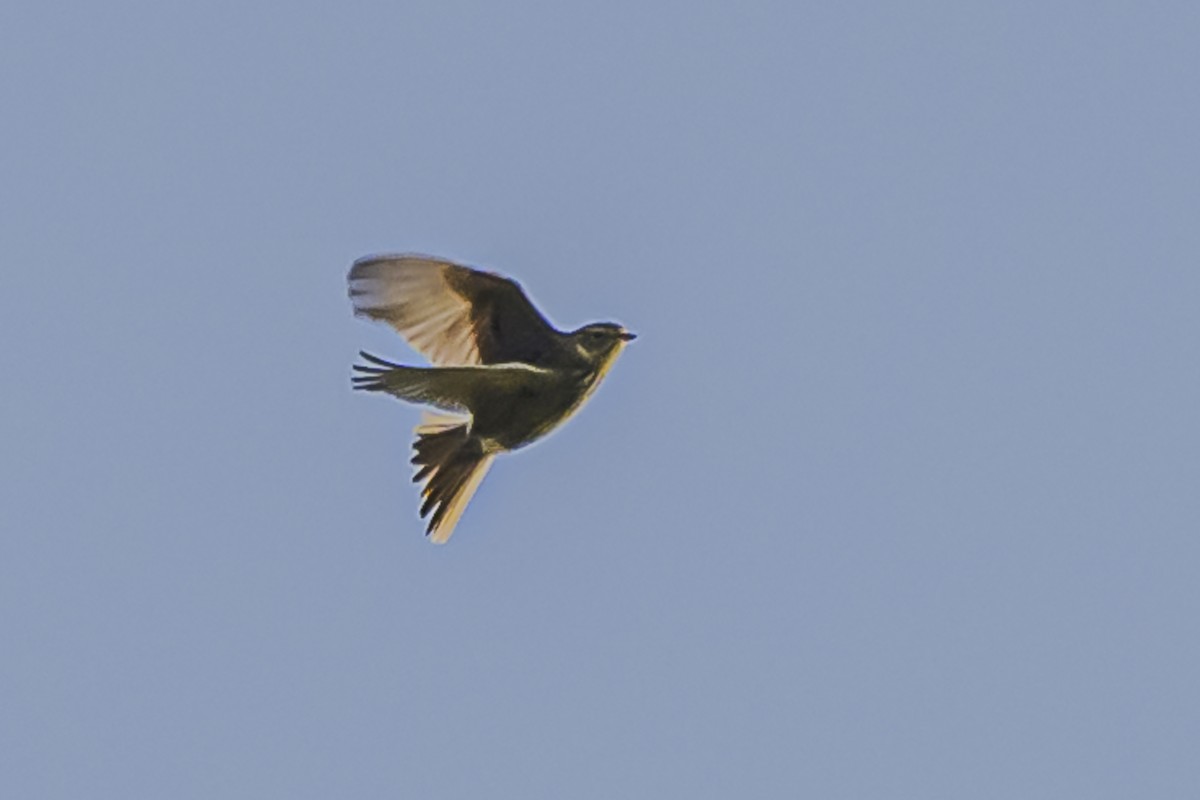 Short-billed Pipit - ML619851490