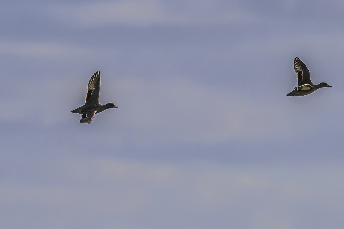 Yellow-billed Teal - ML619851495