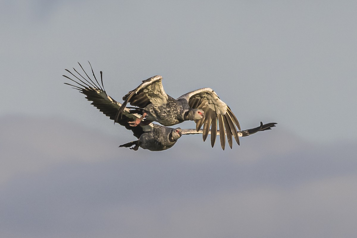 Southern Screamer - ML619851503