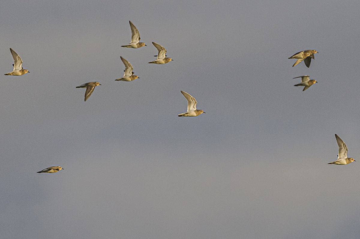 Rufous-chested Dotterel - ML619851521