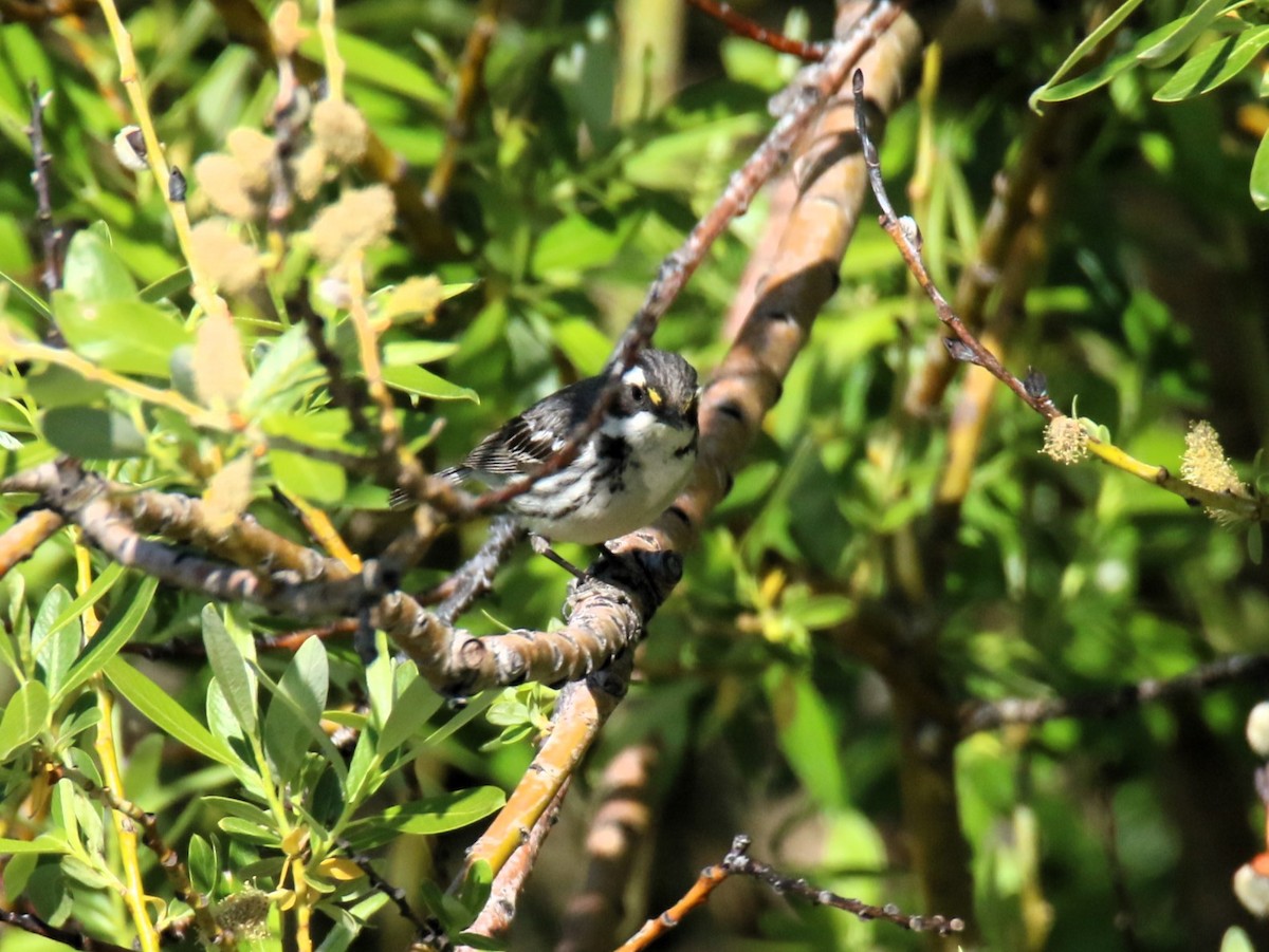 Black-throated Gray Warbler - ML619851523