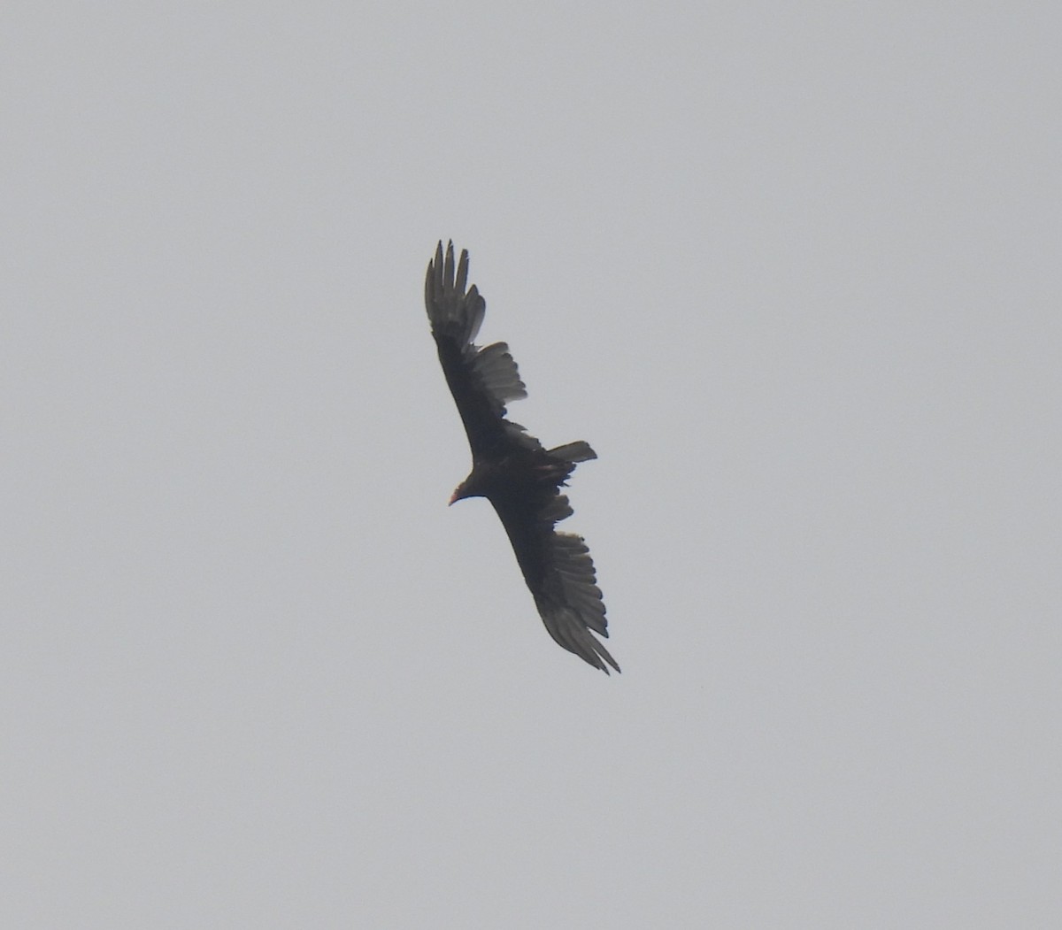 Turkey Vulture - ML619851525