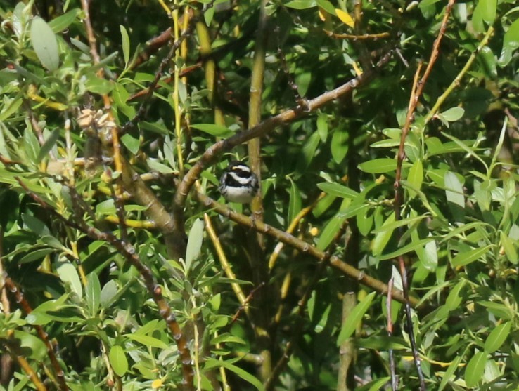Black-throated Gray Warbler - ML619851532