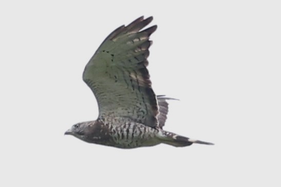 Broad-winged Hawk - ML619851544