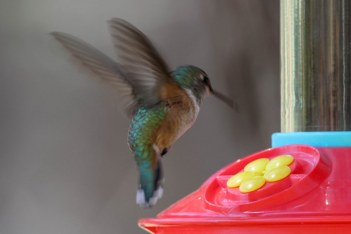 Rufous Hummingbird - ML619851545