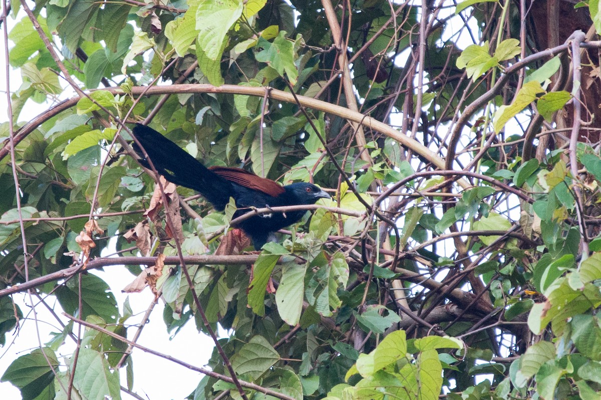 Greater Coucal - ML619851548