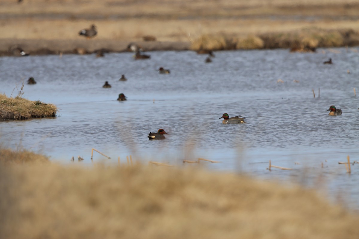 Green-winged Teal - ML619851551