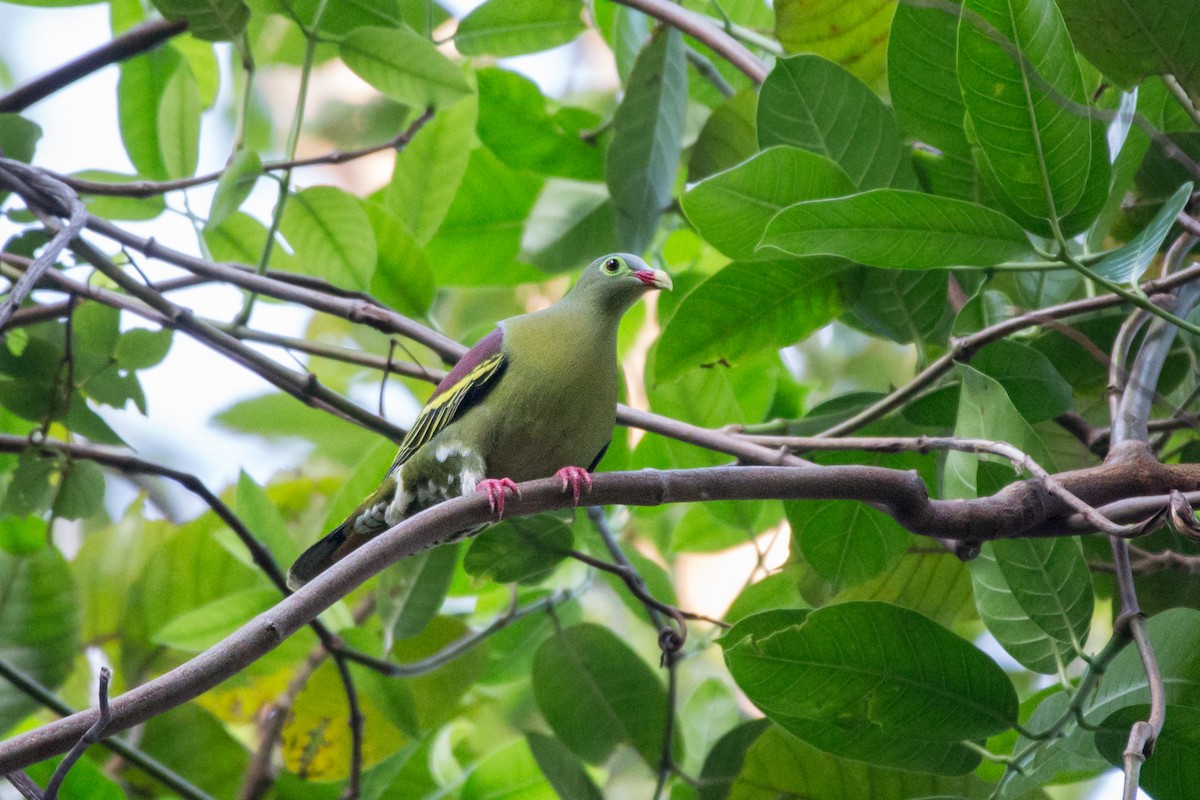 Thick-billed Green-Pigeon - ML619851554