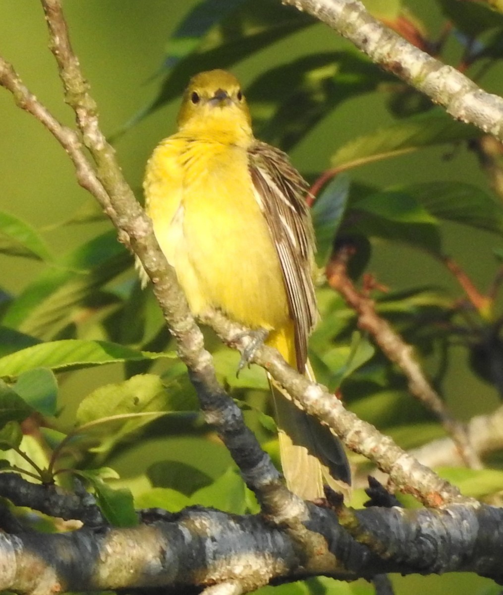 Orchard Oriole - ML619851589