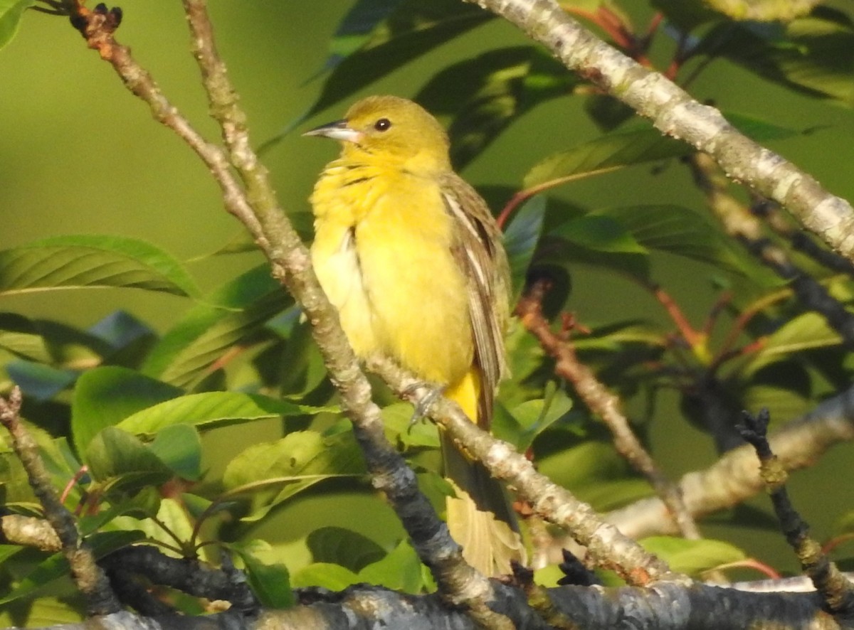 Orchard Oriole - ML619851590