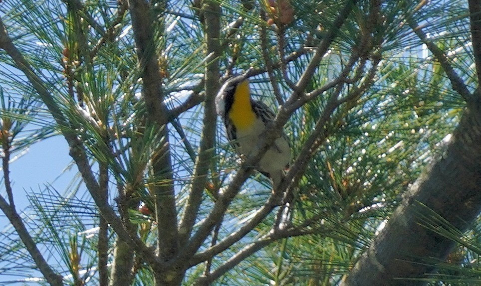 Yellow-throated Warbler - ML619851592