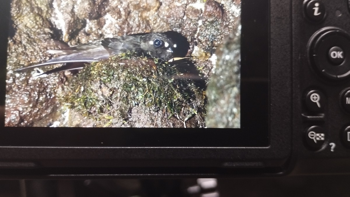 Spot-fronted Swift - ML619851595