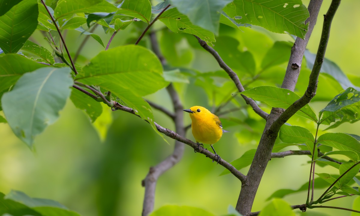 Prothonotary Warbler - ML619851599