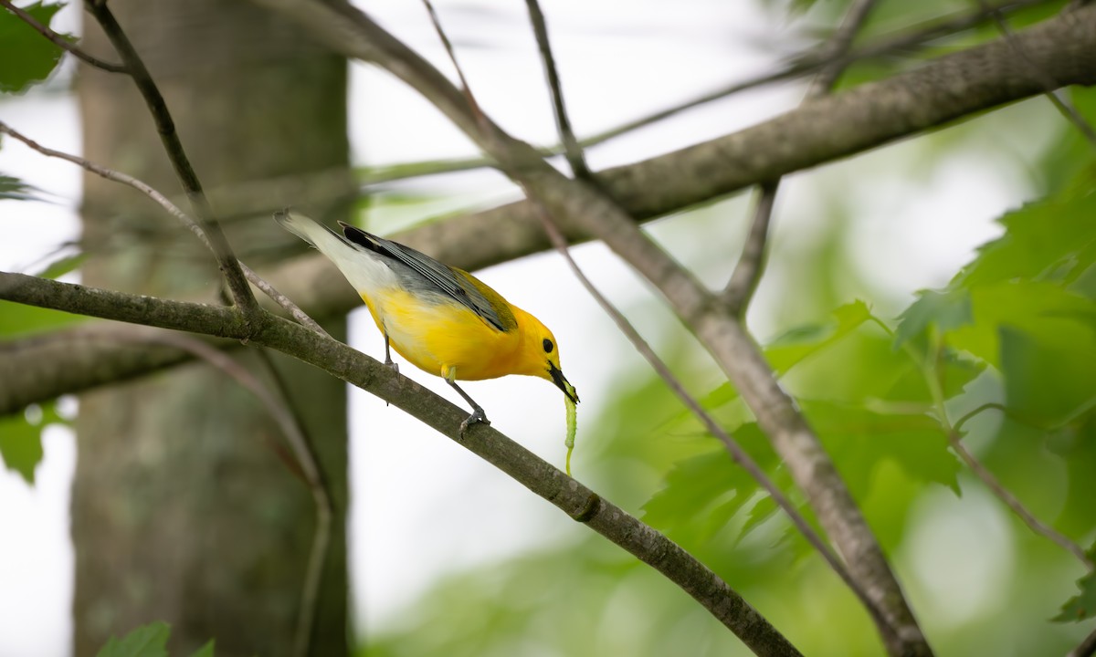 Prothonotary Warbler - ML619851600