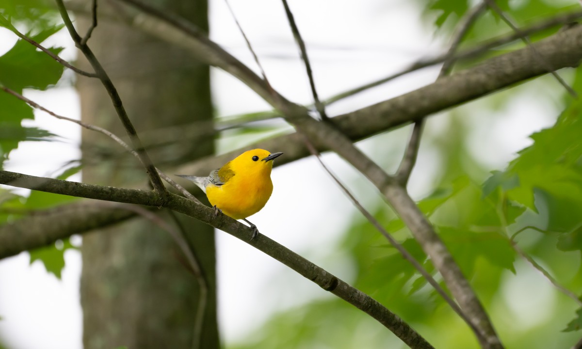 Prothonotary Warbler - ML619851601