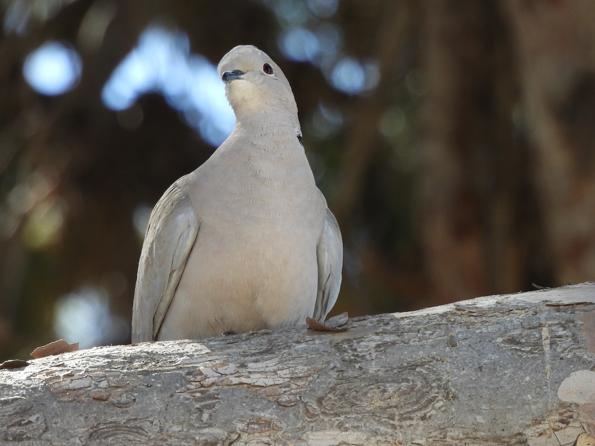 Eurasian Collared-Dove - ML619851616