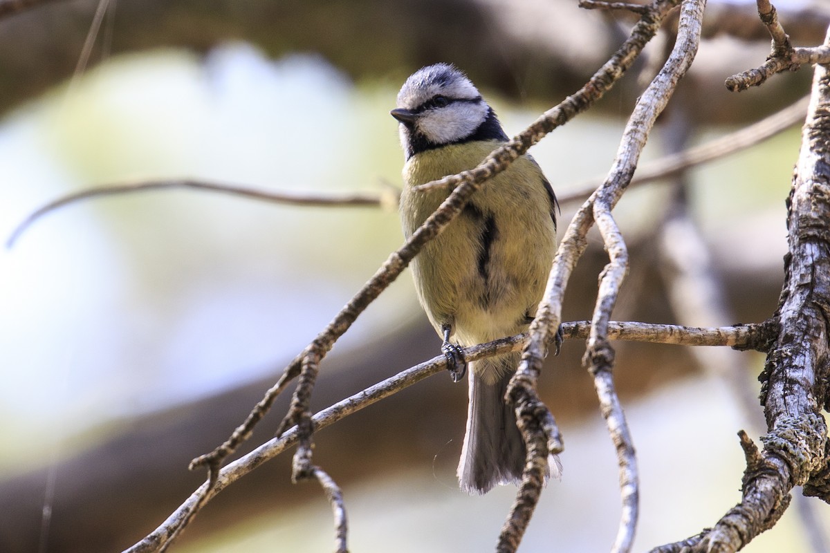 Eurasian Blue Tit - ML619851670