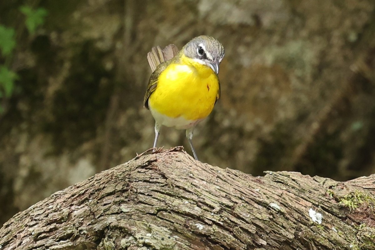 Yellow-breasted Chat - ML619851673