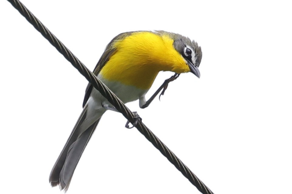Yellow-breasted Chat - ML619851674