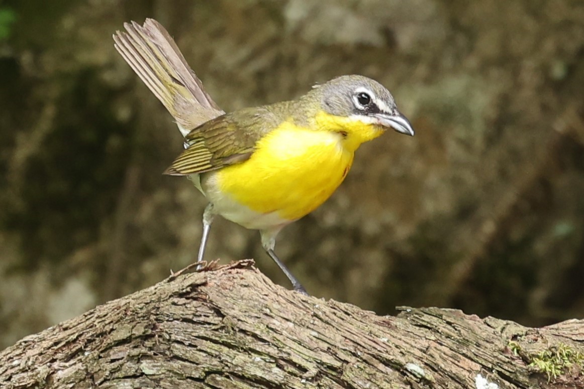 Yellow-breasted Chat - ML619851675