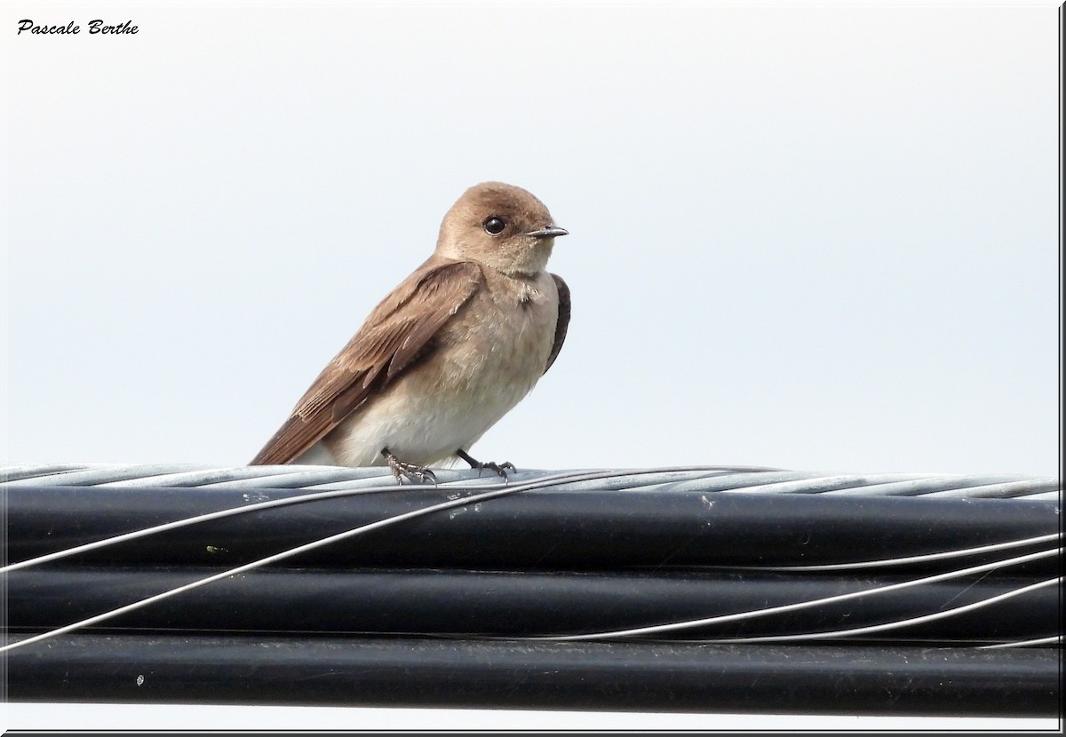 Northern Rough-winged Swallow - ML619851676