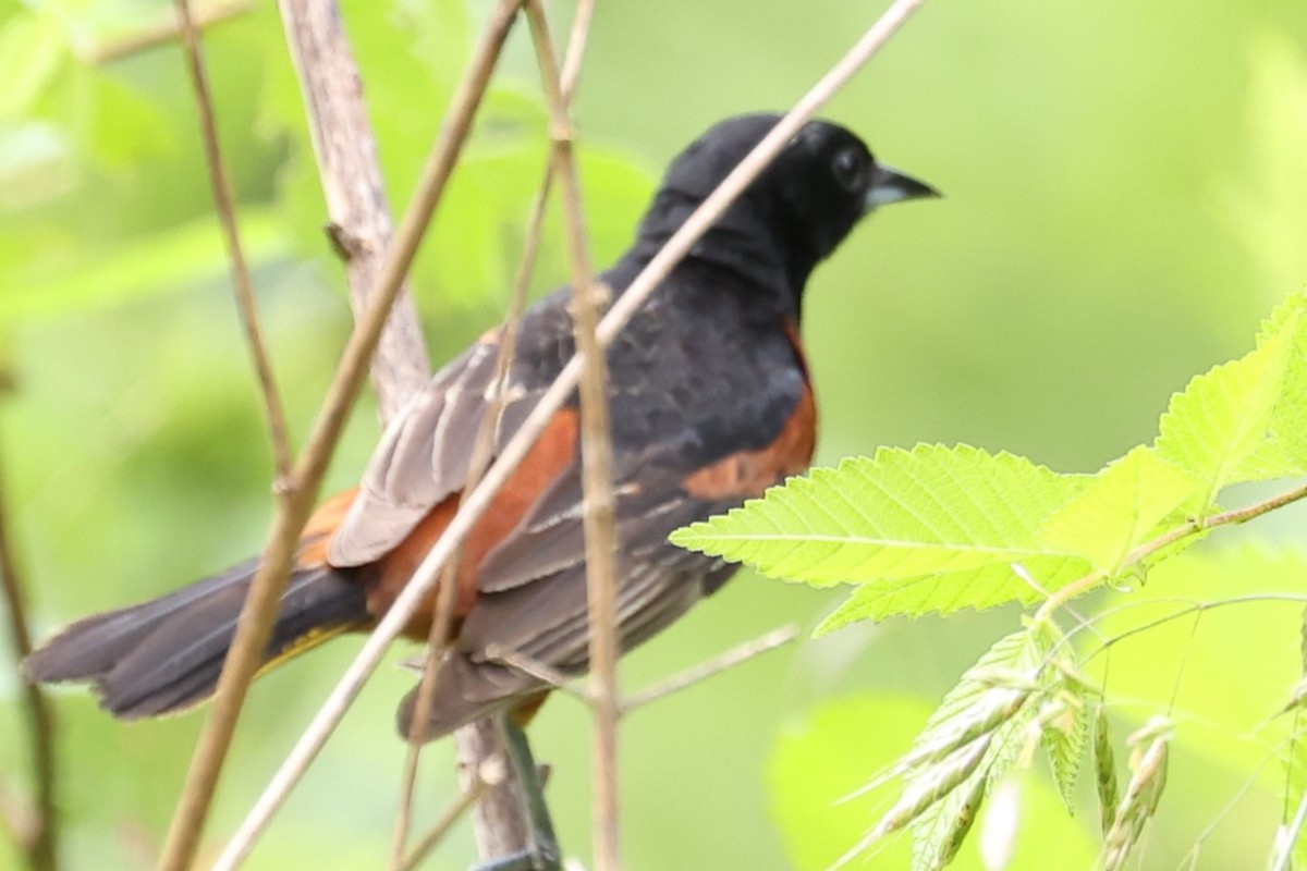 Orchard Oriole - ML619851684